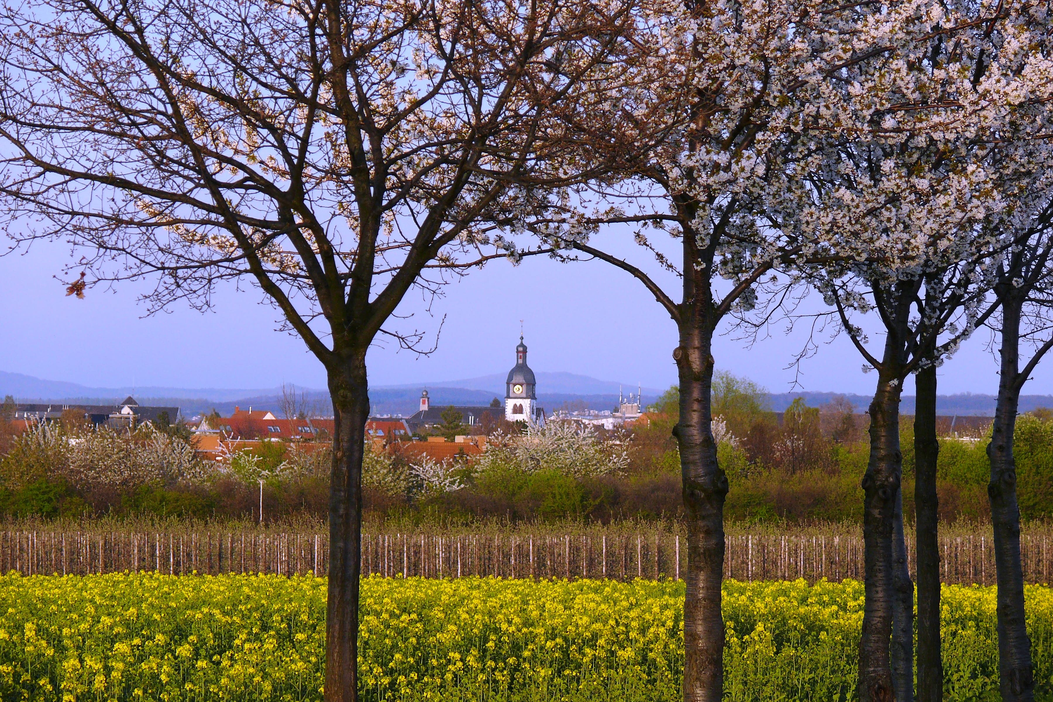 Quelle: Stadt Rheinbach